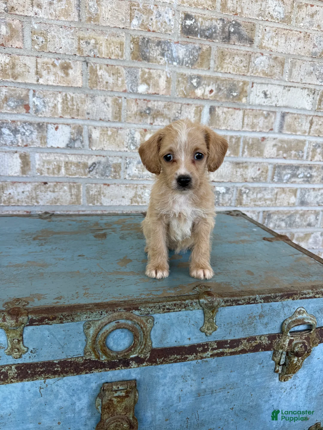 Miniature Labradoodle dogs for sale: Bambi  - Ad 1