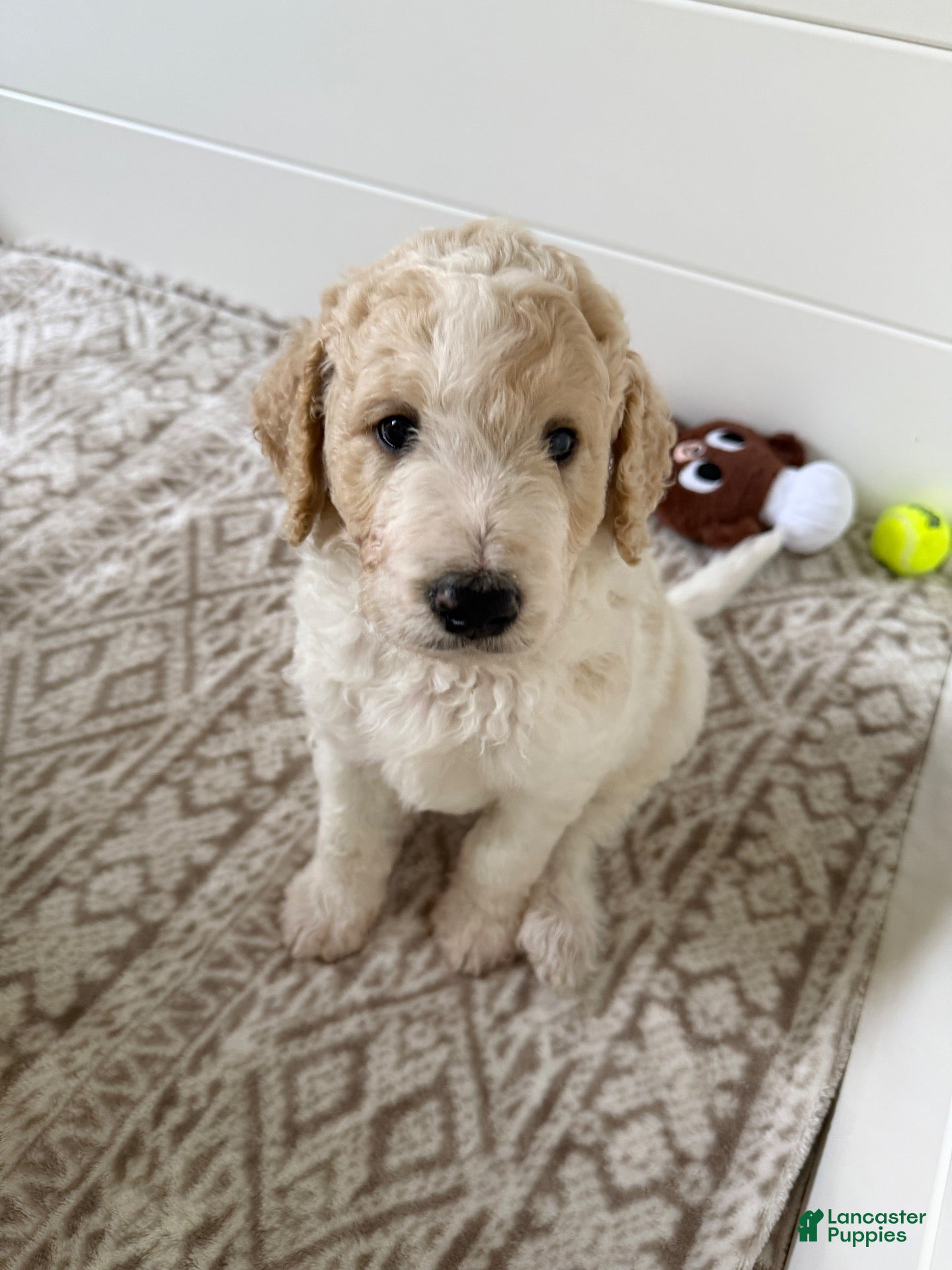 Goldendoodle dogs for sale: Chio  - Ad 1