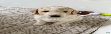 Chio 