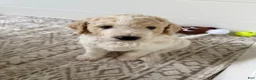 Goldendoodle dogs for sale: Chio  - Ad 1
