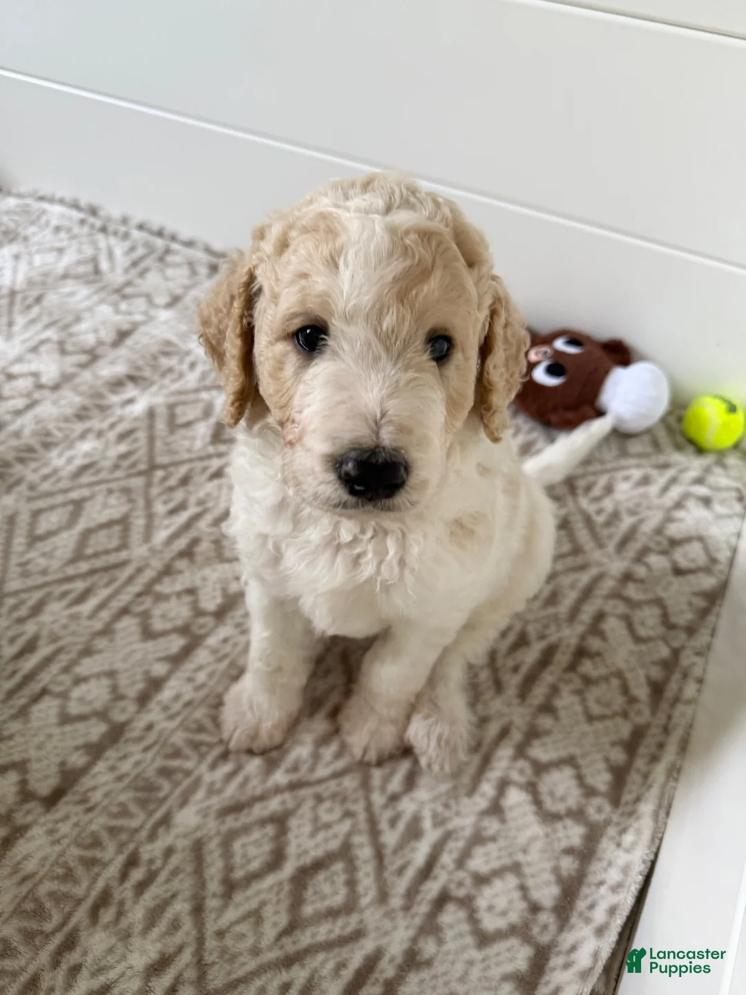 Goldendoodle dogs for sale: Chio  - Ad 1
