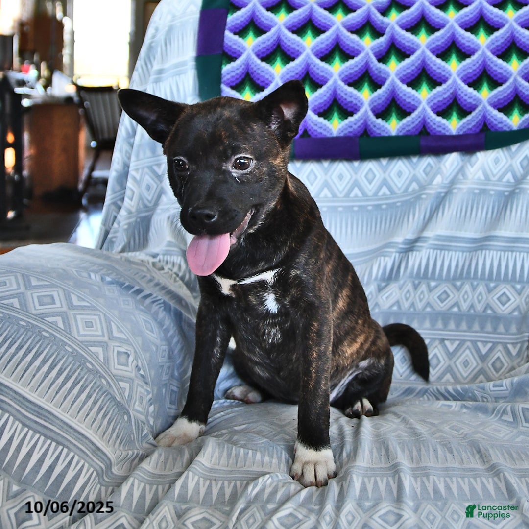 Other breed dogs for sale: Babe - Ad 4