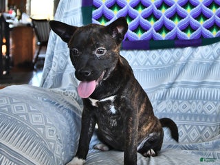 Other breed dogs - Ad 11