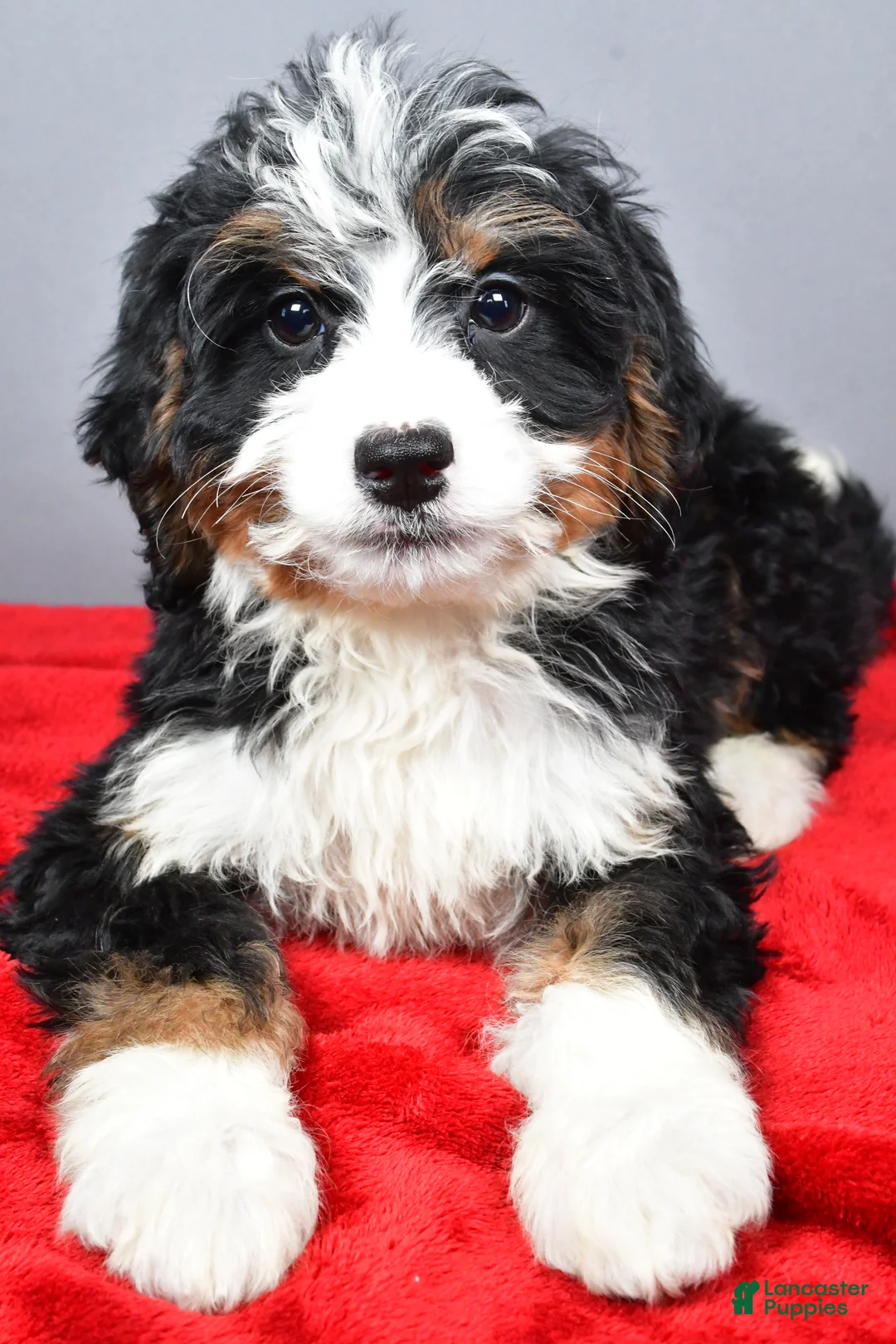 Mini Bernedoodle dogs for sale: Emma - Ad 7