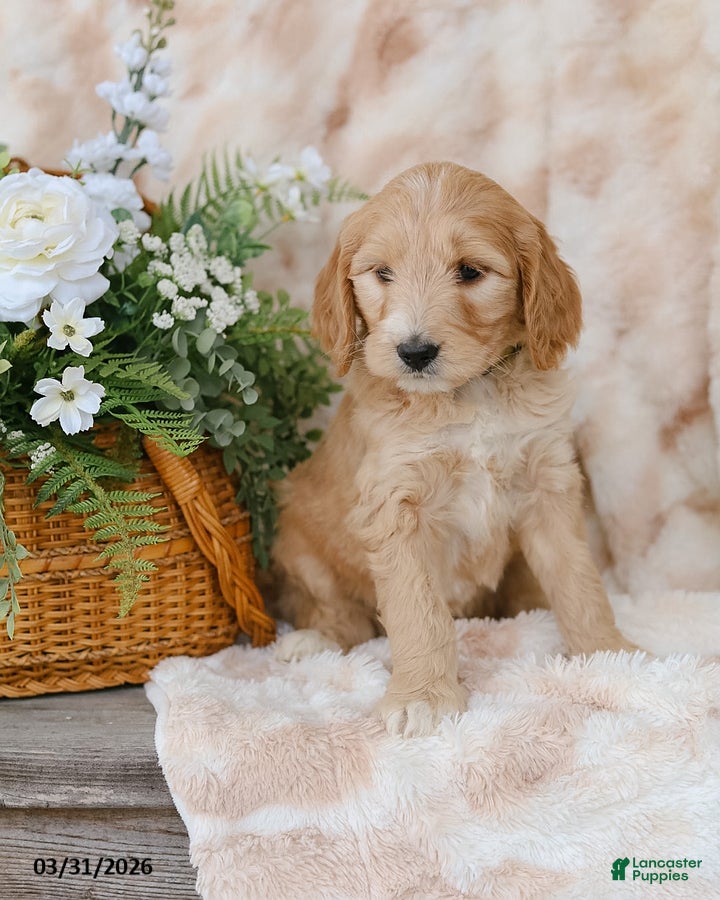 Goldendoodle dogs Gracie - Ad 2