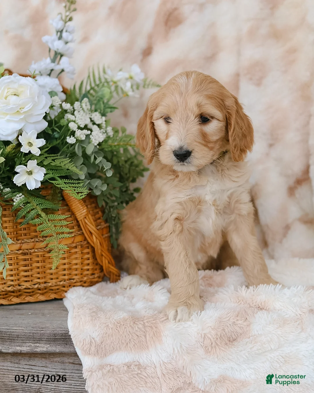 Goldendoodle dogs for sale: Gracie - Ad 2