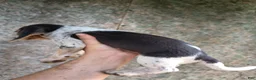 Beagle dogs for sale: Girl 3 - Ad 3