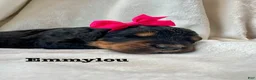 Bernedoodle dogs for sale: Emmylou - Ad 3