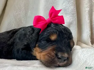 Bernedoodle dogs Emmylou - Ad 19