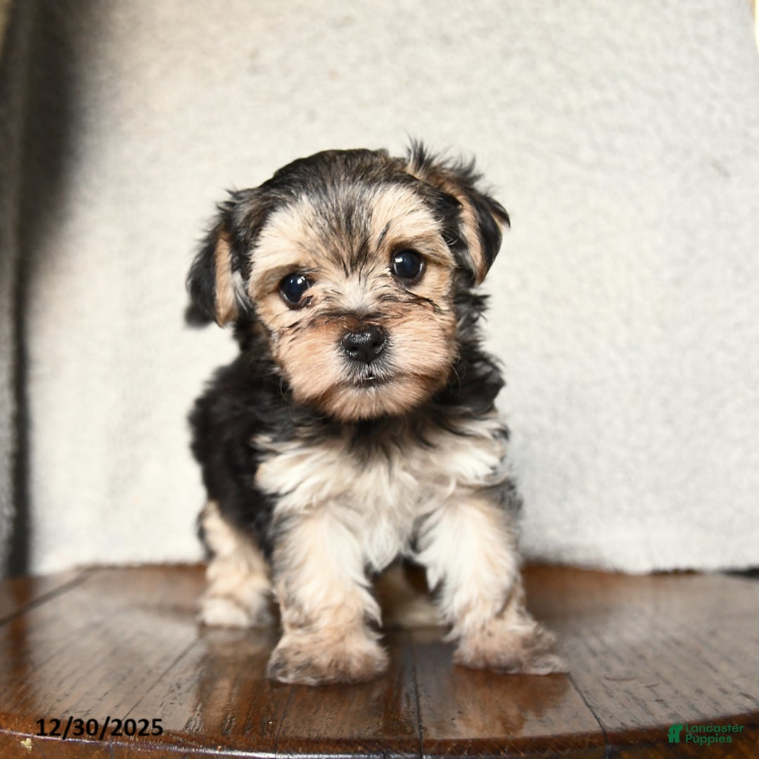 Morkie dogs for sale: Teeny - Ad 4