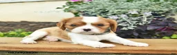 Cavalier King Charles Spaniel dogs for sale: Doug  - Ad 5