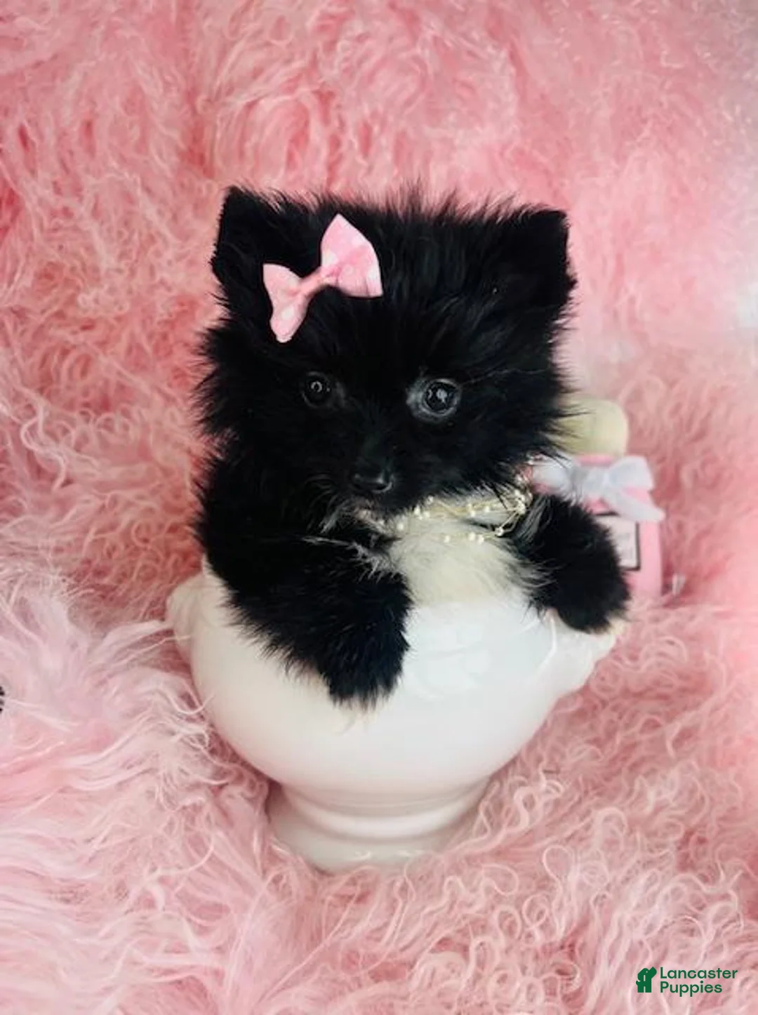 Pomeranian dogs for sale: Pomeranian Puppy 1 - Ad 4