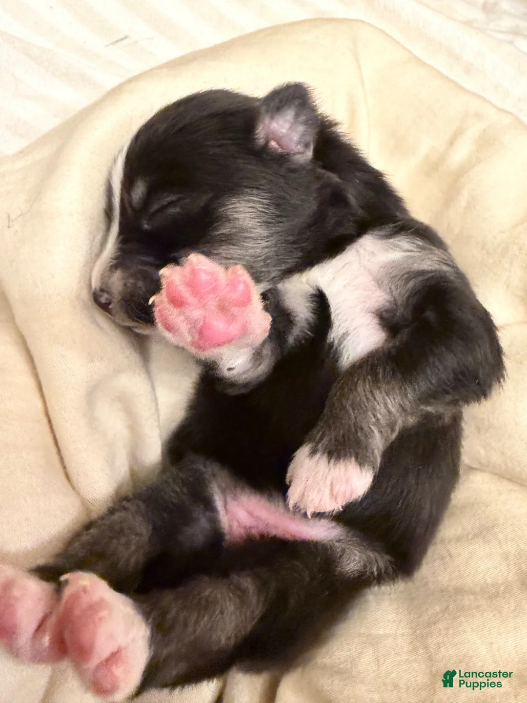 Pomsky dogs for sale: Meadow  - Ad 2