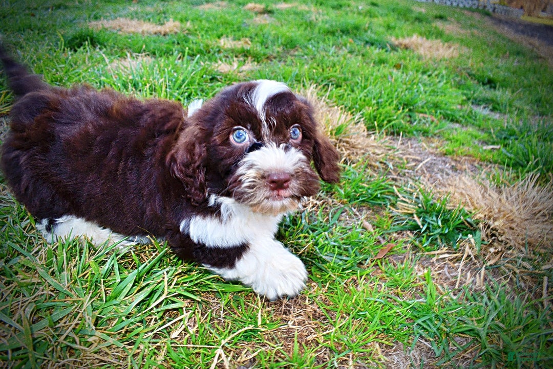 Havapoo dogs for sale: Pilot - Ad 14