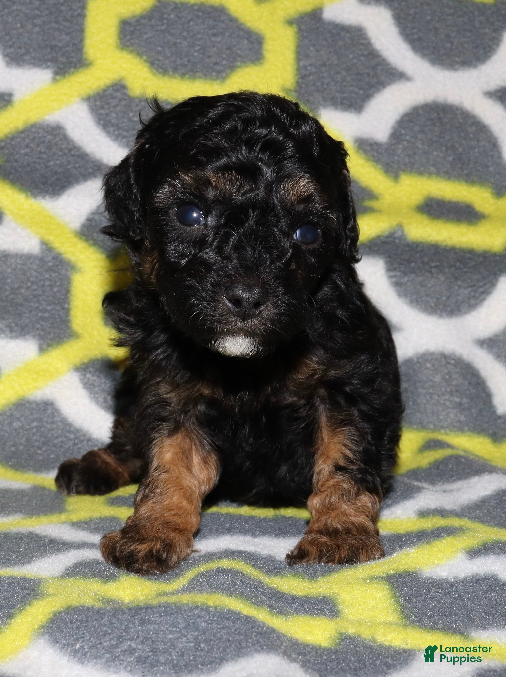 Miniature Poodle dogs Harlee’s phantom male - Ad 10
