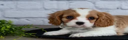 Cavalier King Charles Spaniel dogs for sale: Loyal - Ad 6