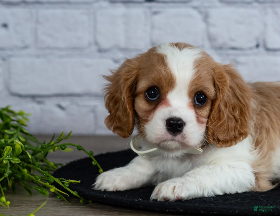 Cavalier King Charles Spaniel dogs for sale: Loyal - Ad 6