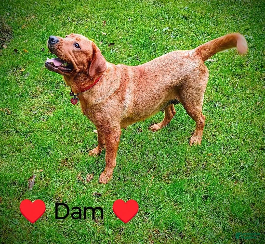 Labrador Retriever dogs CHESTER 🦴 - Ad 2