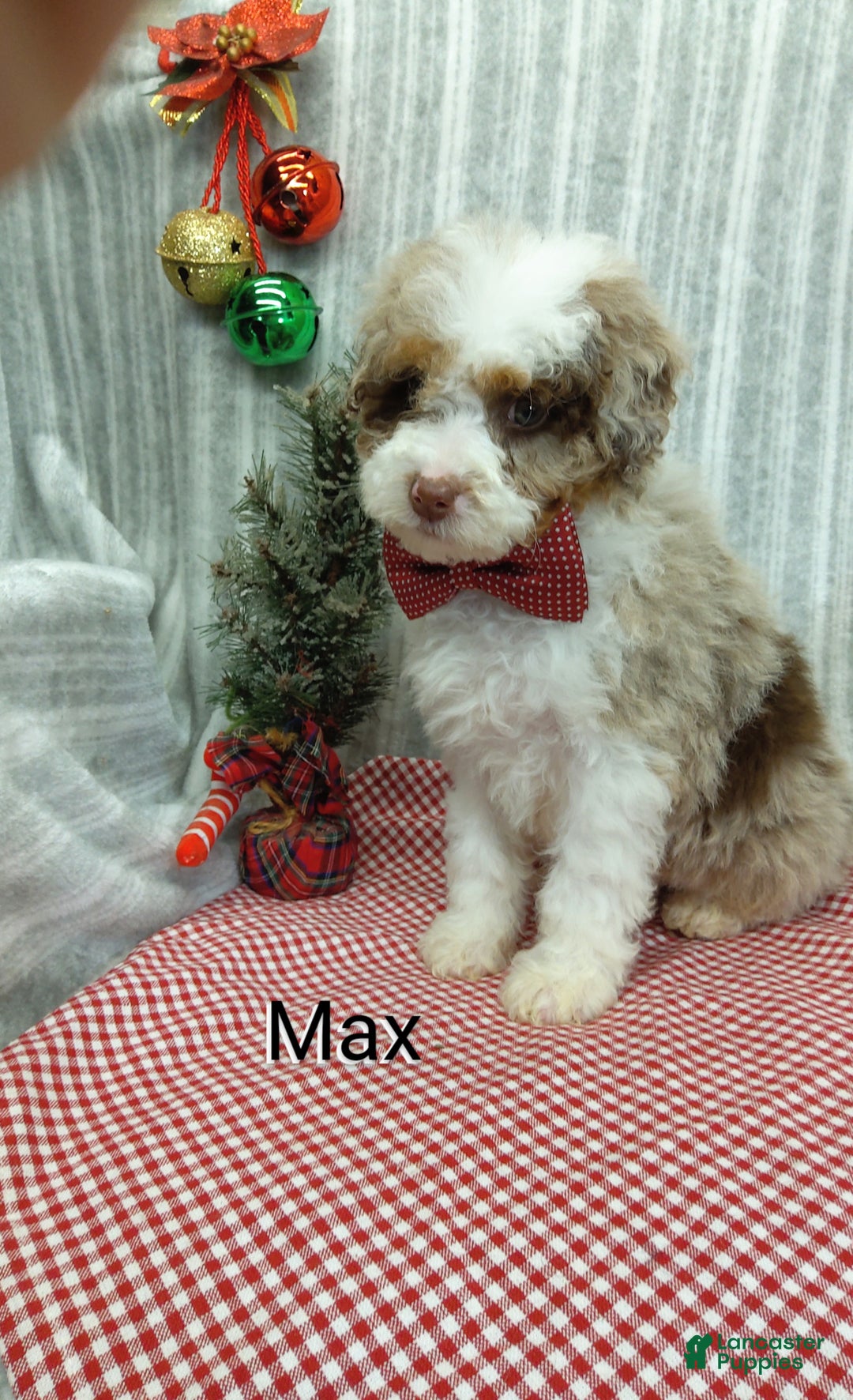 Mini Bernedoodle dogs for sale: Max - Ad 1