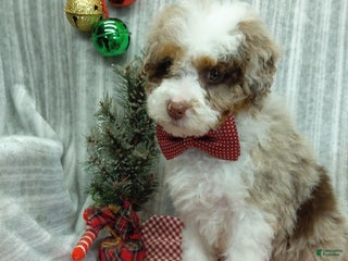 Mini Bernedoodle dogs Max - Ad 33