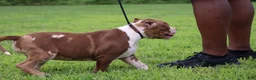 American Bully dogs for sale: Polaris - Ad 13