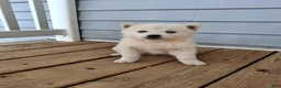 Pomsky dogs for sale: Darci - Ad 3