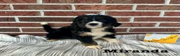 Bernedoodle dogs for sale: Miranda - Ad 2