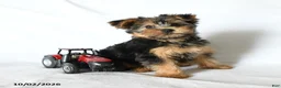 Yorkshire Terrier dogs for sale: Yoyo - Ad 4