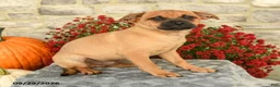 Mixed Breed dogs for sale: Truman - Ad 3