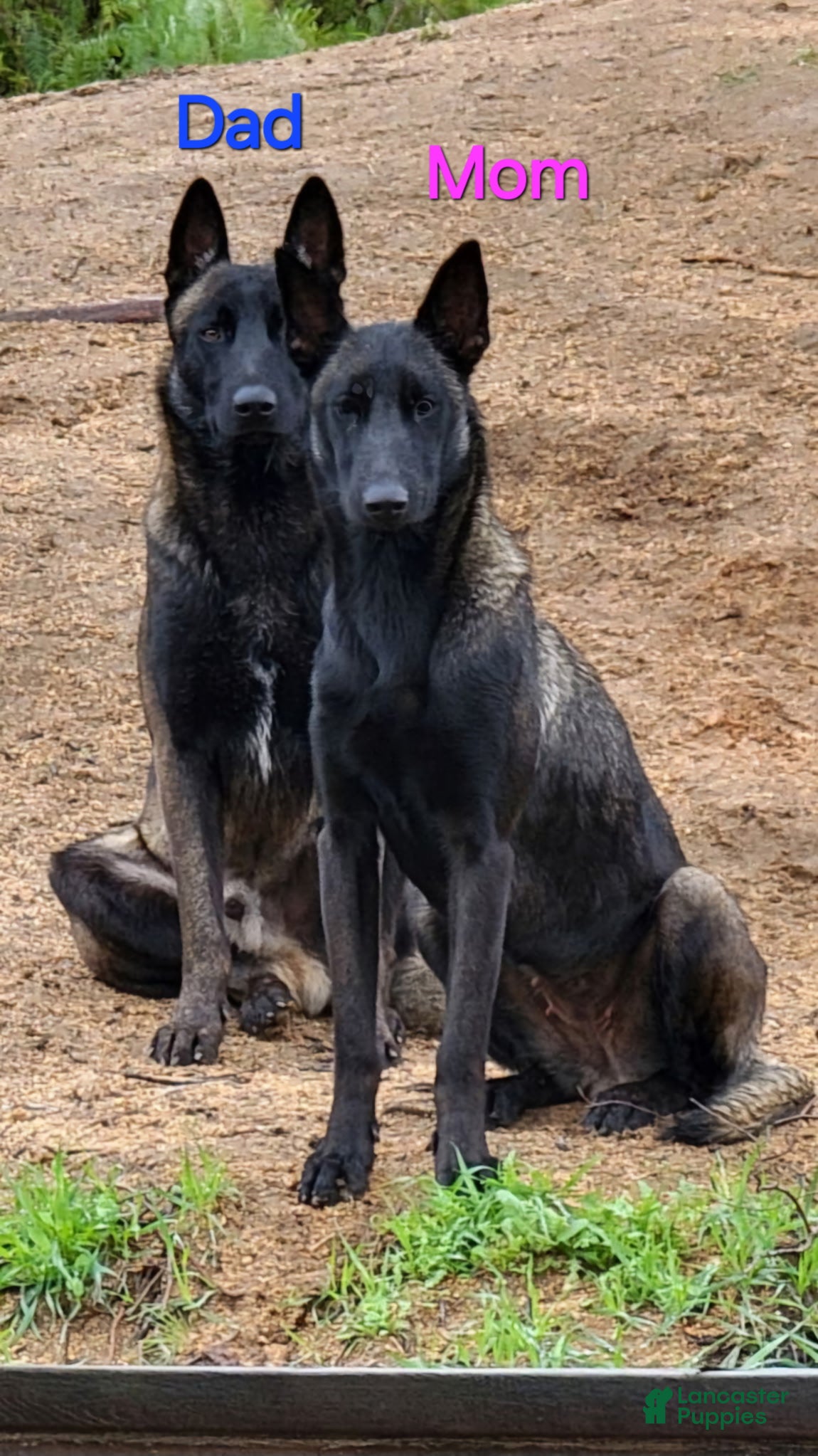 Belgian Malinois dogs White Collar Boy - Ad 2