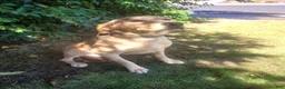 Labrador Retriever dogs for sale: TBD - Ad 3