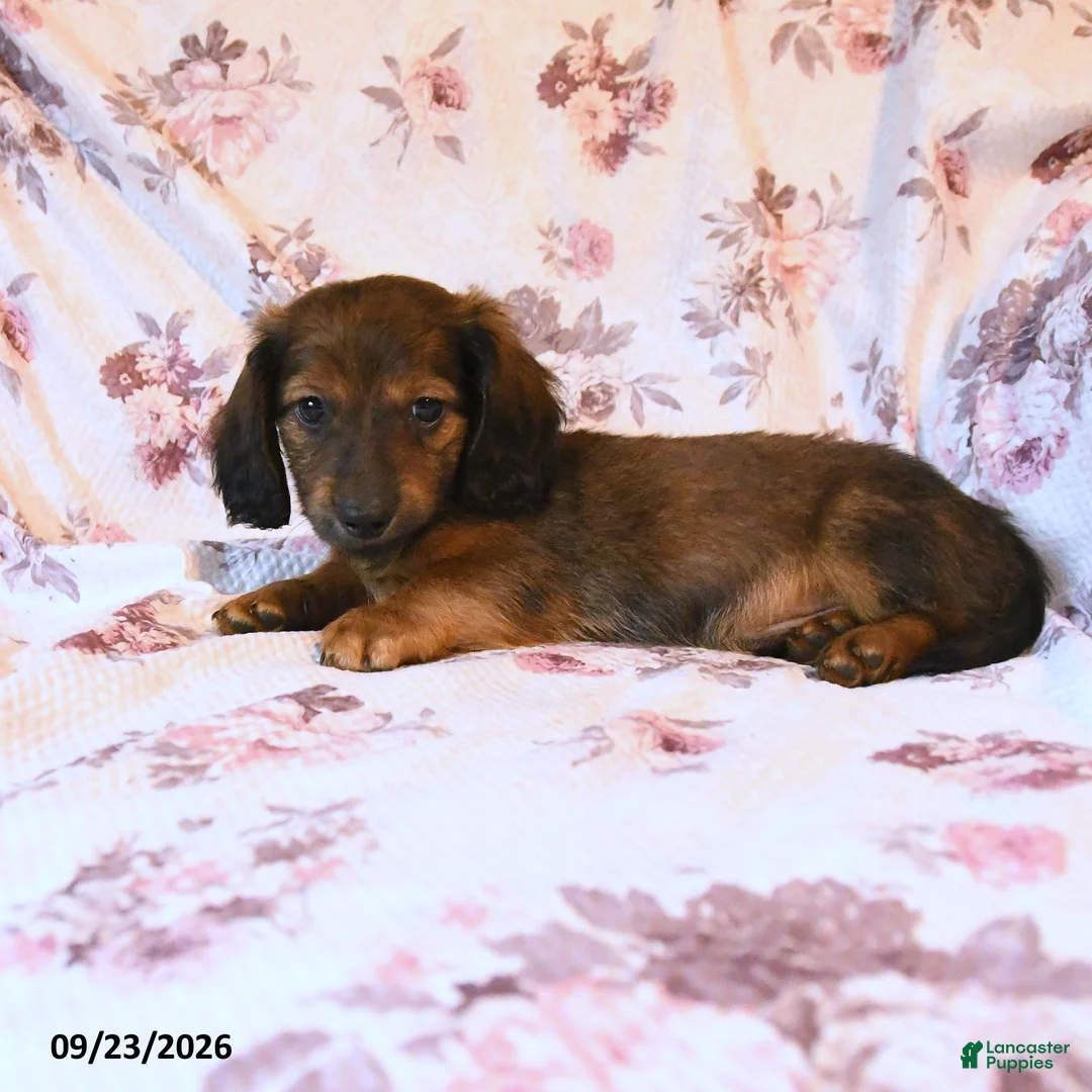 Miniature Dachshund dogs for sale: Jake - Ad 2