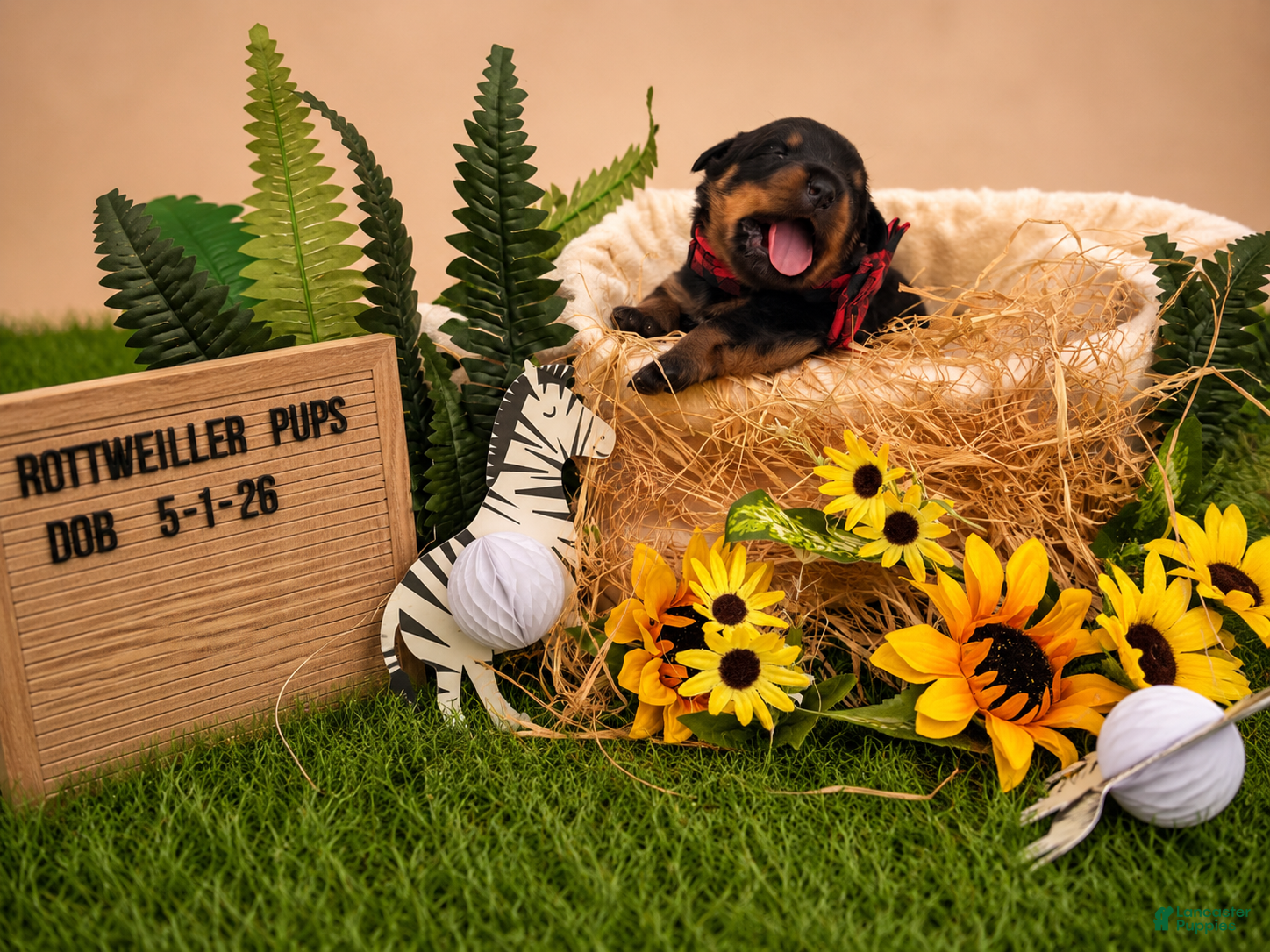 Rottweiler dogs Coco - Ad 6