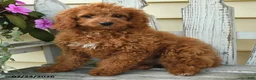 Aussiedoodle dogs for sale: Rosie - Ad 3