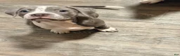 American Pit Bull Terrier dogs for sale: American Pit Bull Terrier 1 - Ad 6
