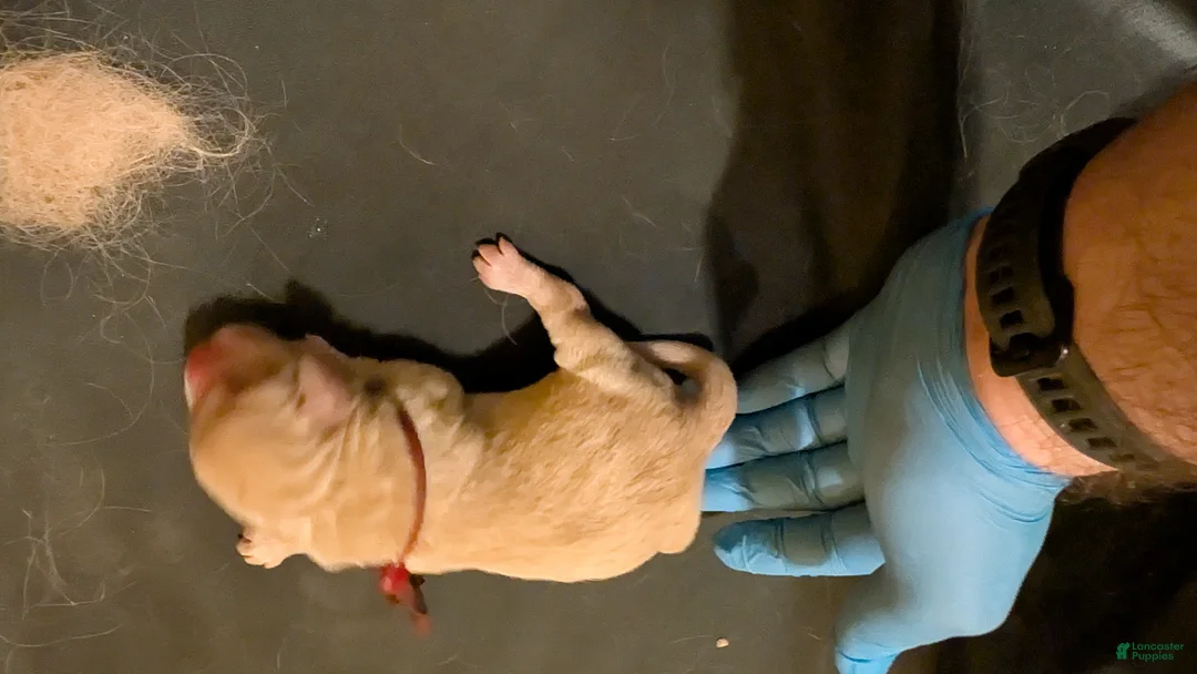 Golden Retriever dogs for sale: Golden Retriever (Red Collar) - Ad 2