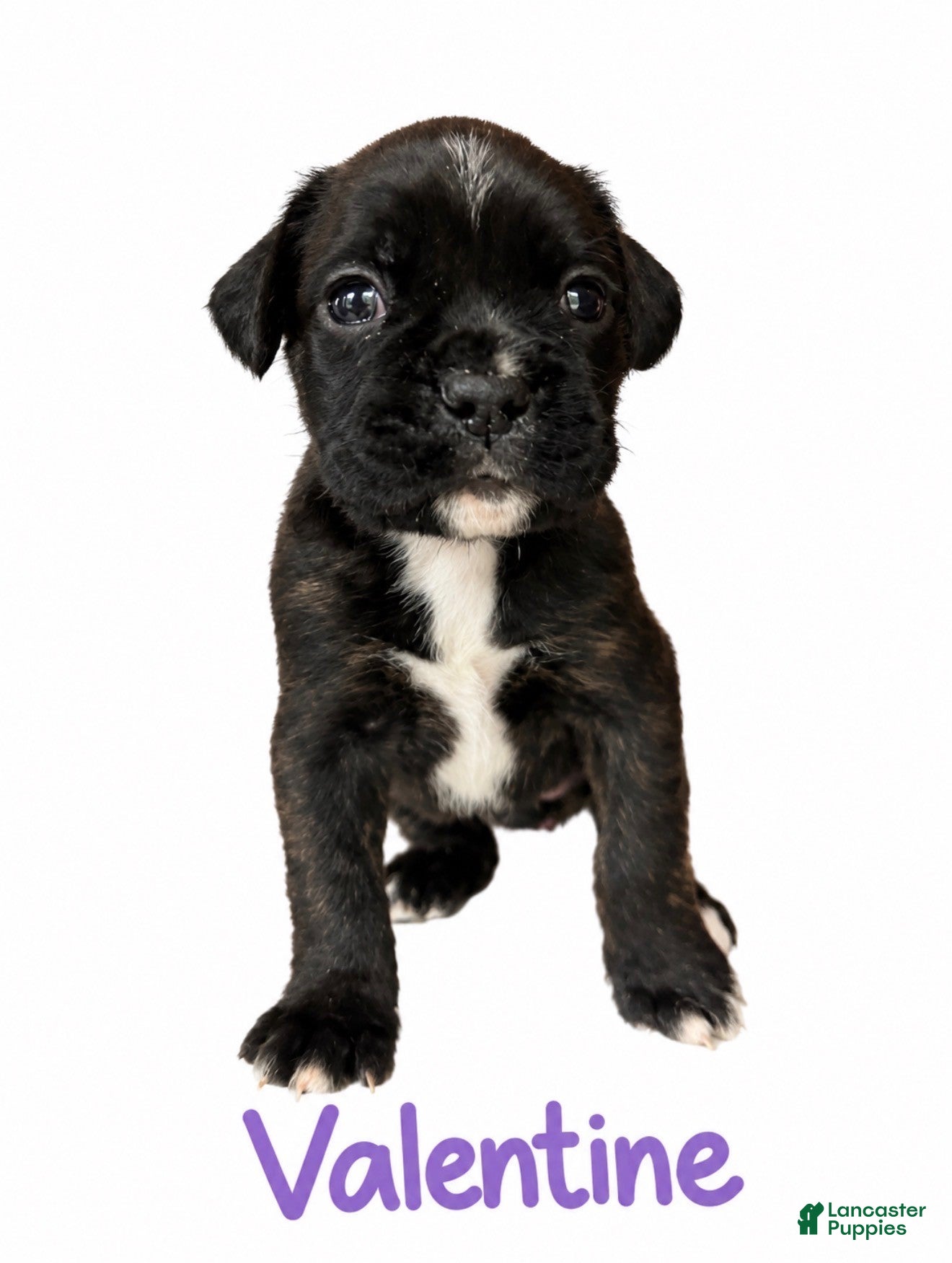 Boxer dogs Valentine - Ad 1