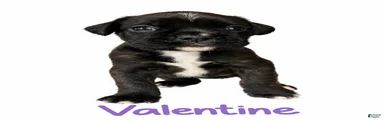 Valentine