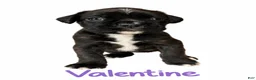 Boxer dogs for sale: Valentine - Ad 1