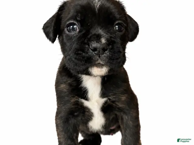 Boxer dogs for sale: Valentine - Ad 1