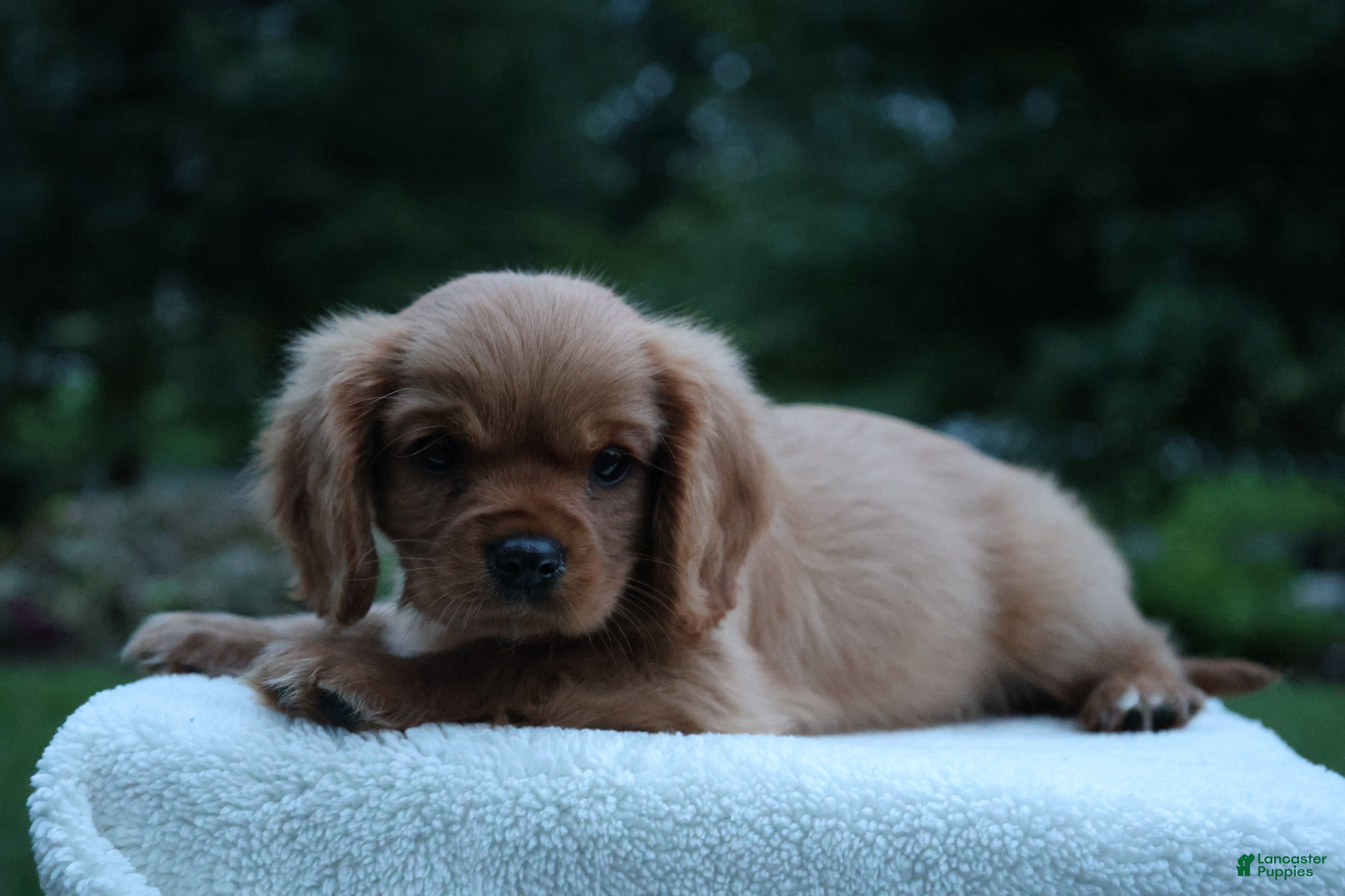 Cavalier King Charles Spaniel dogs Teddy - Ad 1