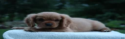 Cavalier King Charles Spaniel dogs for sale: Teddy - Ad 1
