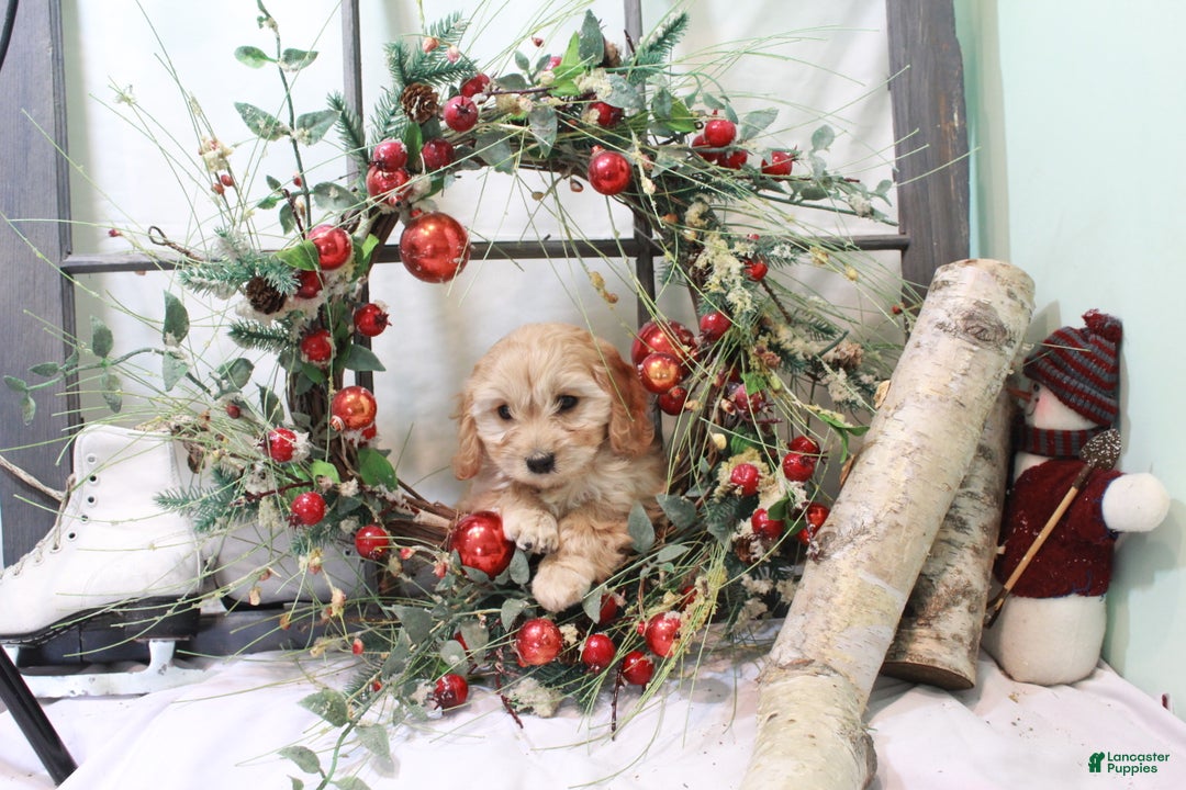 Cavachon dogs for sale: Snowball - Ad 17