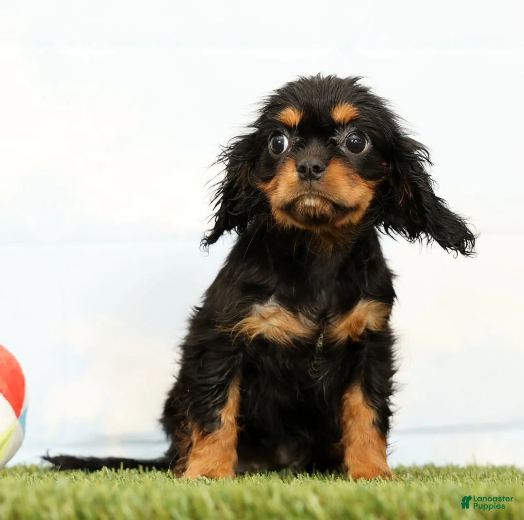Cavalier King Charles Spaniel dogs for sale: Nova - Ad 2