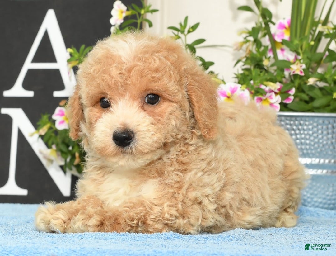 Bichpoo dogs for sale: Skipper - Ad 8