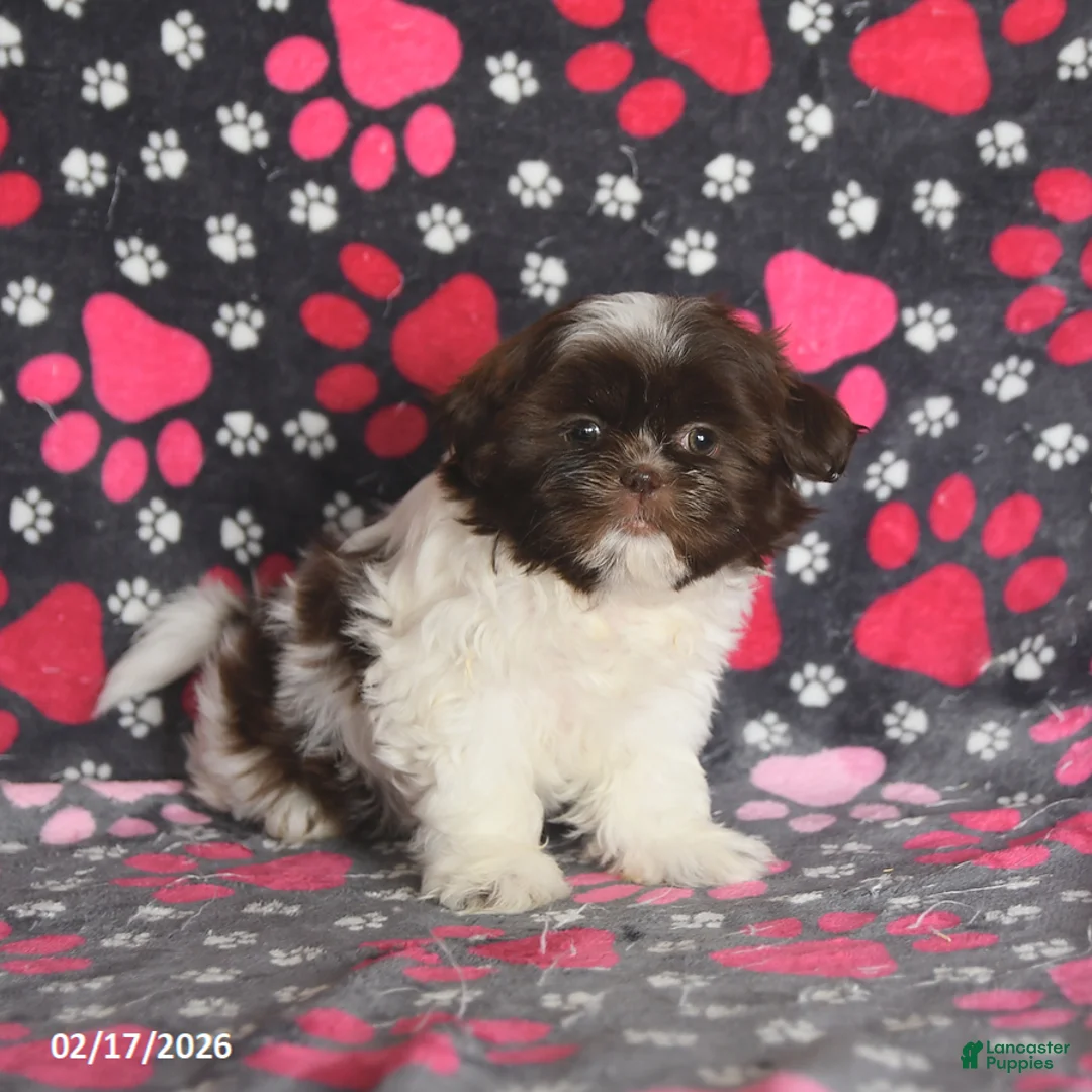 Shih Tzu dogs for sale: Tammy - Ad 4