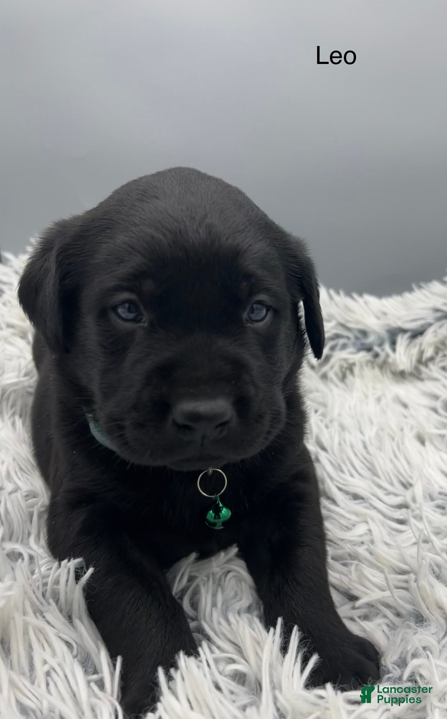 Labrador Retriever dogs Leo-Labrador Retriever Puppy  - Ad 1