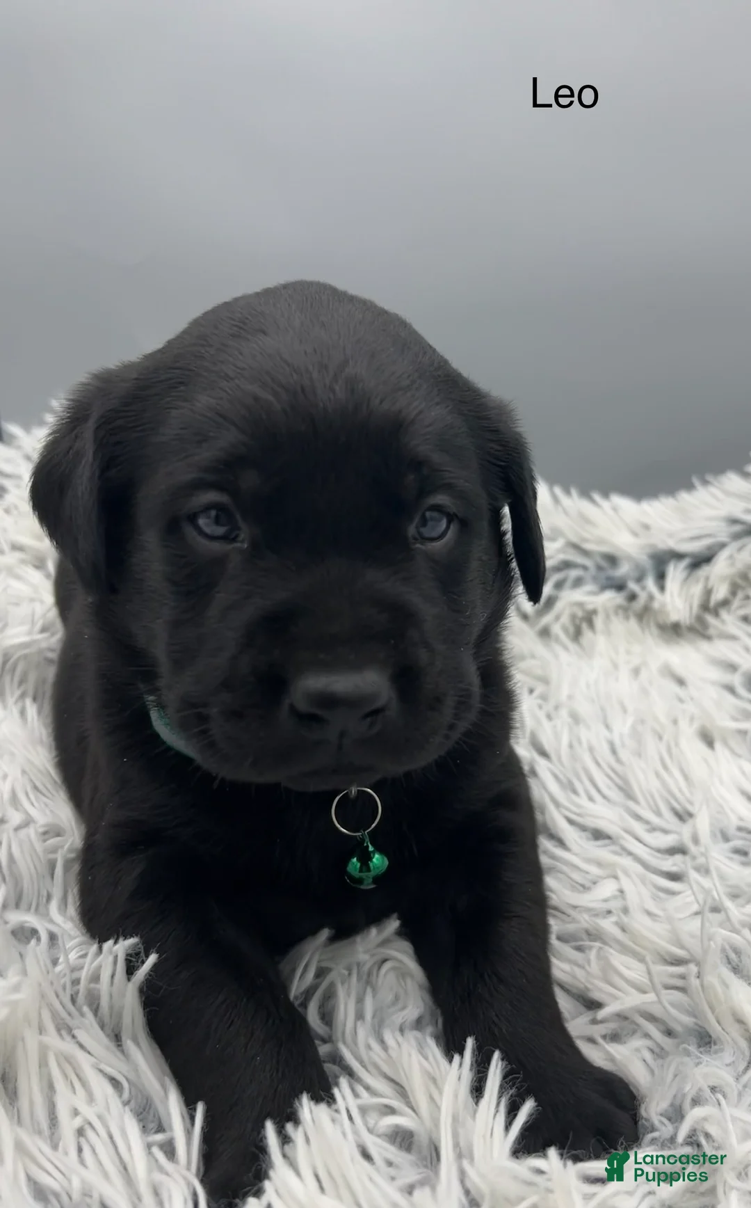 Labrador Retriever dogs for sale: Leo-Labrador Retriever Puppy  - Ad 1