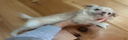 Chihuahua dogs for sale: Backpack - Ad 4