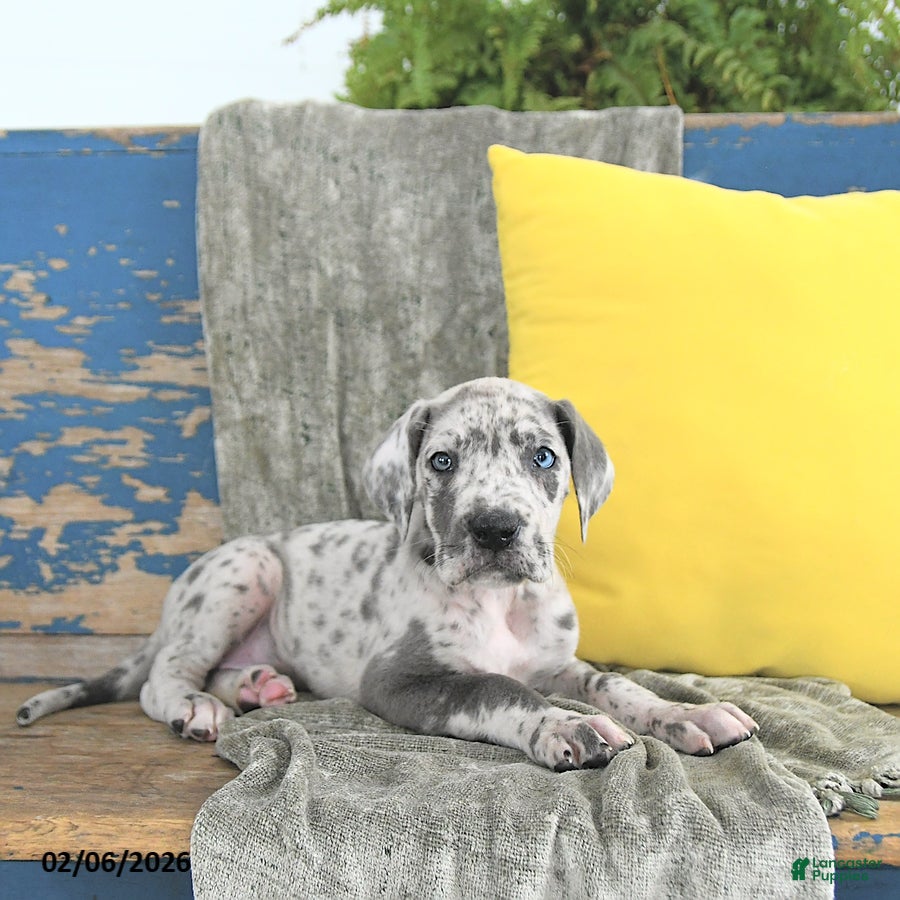 Great Dane dogs Ember - Ad 18